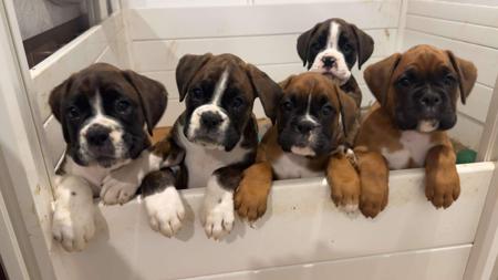 Boxer for sale by STERLINGMACS