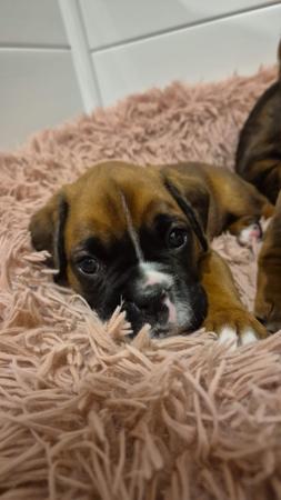 Boxer for sale by STERLINGMACS