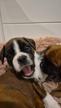 Boxer for sale by STERLINGMACS