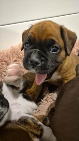 Boxer for sale by STERLINGMACS