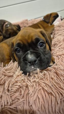 Boxer for sale by STERLINGMACS
