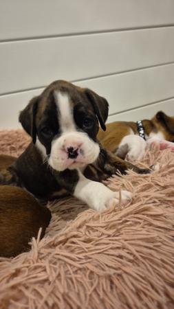 Boxer for sale by STERLINGMACS
