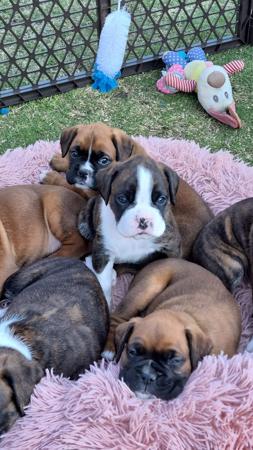 Boxer for sale by STERLINGMACS