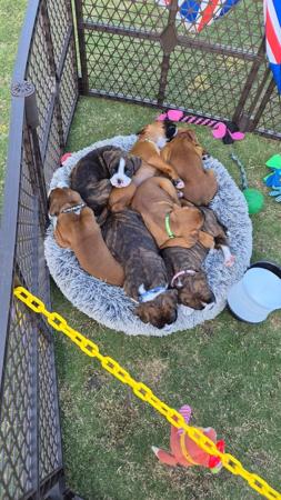 Boxer for sale by STERLINGMACS