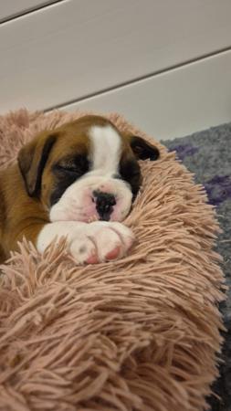 Boxer for sale by STERLINGMACS