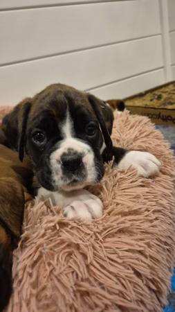 Boxer for sale by STERLINGMACS