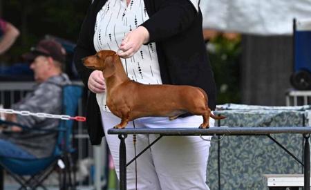 Dachshund (Miniature Smooth Haired) for sale by MADEINTAS