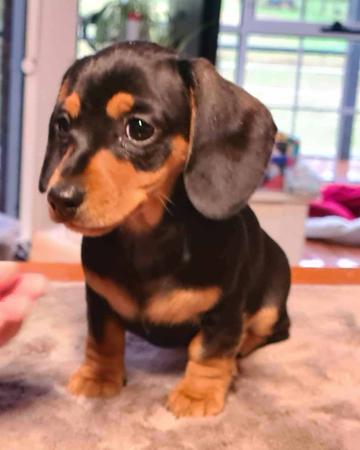 Dachshund (Miniature Smooth Haired) for sale by MADEINTAS