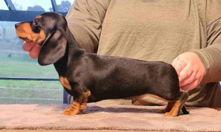 Dachshund (Miniature Smooth Haired) for sale by MADEINTAS