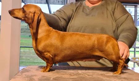 Dachshund (Miniature Smooth Haired) for sale by MADEINTAS