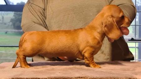 Dachshund (Miniature Smooth Haired) for sale by MADEINTAS