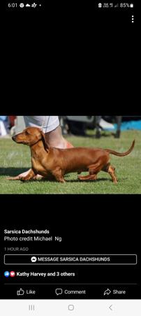 Dachshund (Miniature Smooth Haired) for sale by MADEINTAS