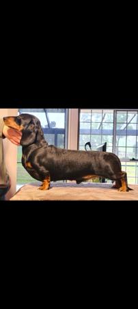Dachshund (Miniature Smooth Haired) for sale by MADEINTAS