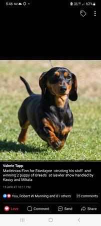 Dachshund (Miniature Smooth Haired) for sale by MADEINTAS