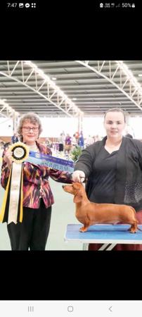 Dachshund (Miniature Smooth Haired) for sale by MADEINTAS