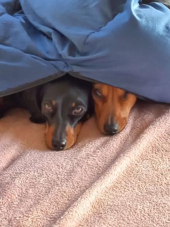 Dachshund (Miniature Smooth Haired) for sale by MADEINTAS