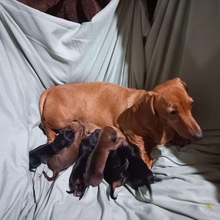 Dachshund (Miniature Smooth Haired) for sale by MADEINTAS