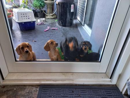 Dachshund (Miniature Smooth Haired) for sale by MADEINTAS