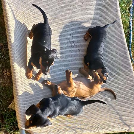 Dachshund (Miniature Smooth Haired) for sale by MADEINTAS