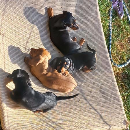 Dachshund (Miniature Smooth Haired) for sale by MADEINTAS