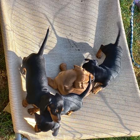Dachshund (Miniature Smooth Haired) for sale by MADEINTAS