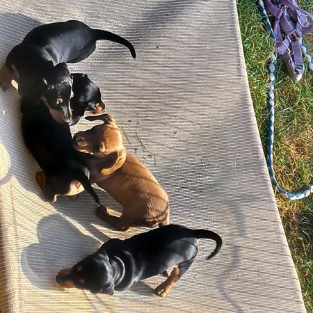 Dachshund (Miniature Smooth Haired) for sale by MADEINTAS