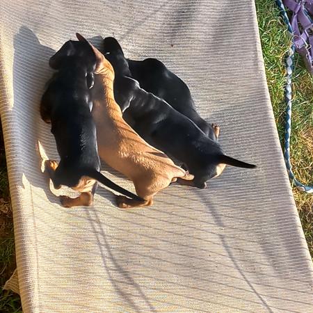 Dachshund (Miniature Smooth Haired) for sale by MADEINTAS