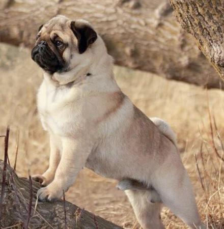 Pug for sale by KABOVA