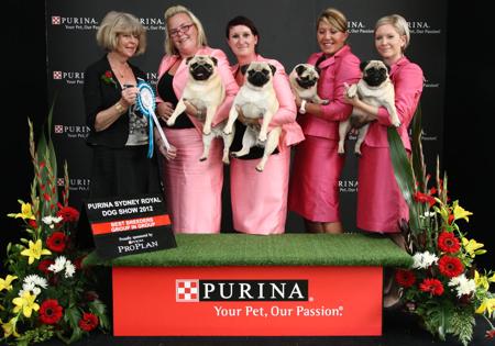 Pug for sale by KABOVA