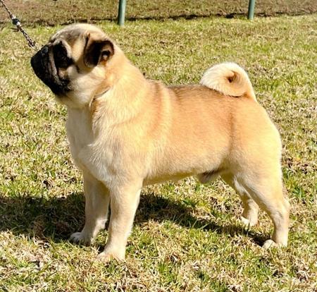 Pug for sale by KABOVA