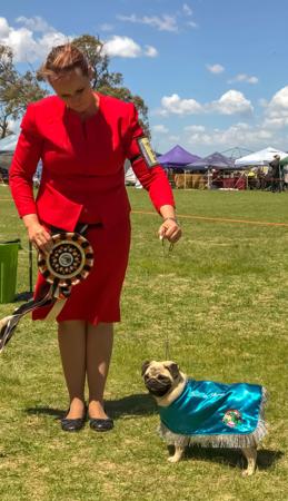 Pug for sale by KABOVA