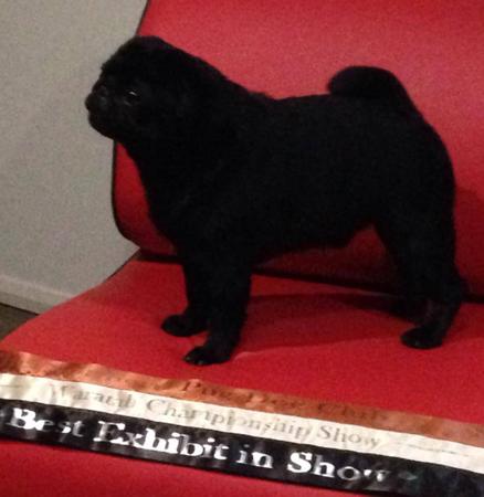 Pug for sale by KABOVA