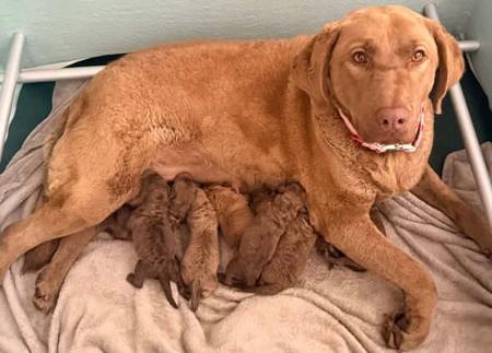 Chesapeake Bay Retriever puppy for sale by KABOVA
