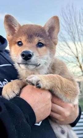 Shiba Inu puppy for sale by KABOVA