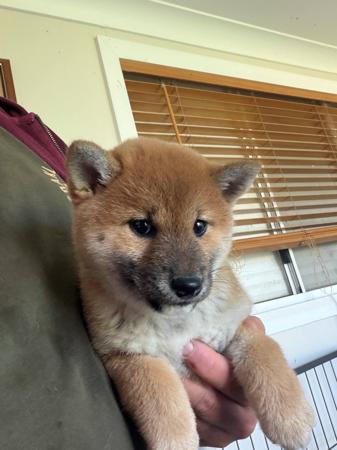 Shiba Inu puppy for sale by KABOVA