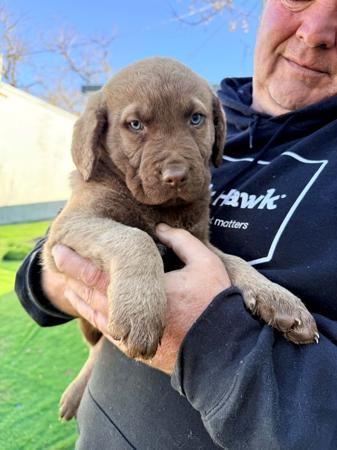 Chesapeake Bay Retriever puppy for sale by KABOVA