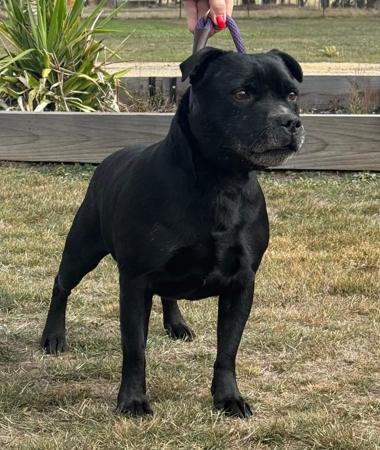 Staffordshire Bull Terrier puppy for sale by BULLYFEVA