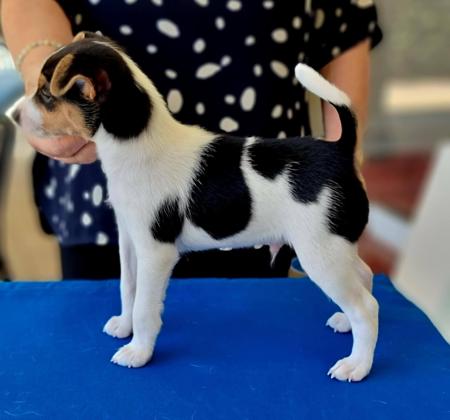 Tenterfield Terrier for sale by WINGROVE