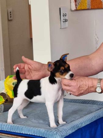 Tenterfield Terrier for sale by WINGROVE