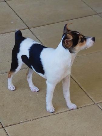 Tenterfield Terrier for sale by WINGROVE