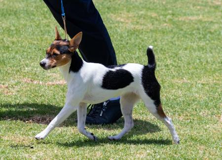 Tenterfield Terrier for sale by WINGROVE