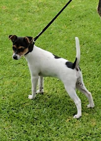 Tenterfield Terrier for sale by WINGROVE
