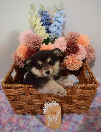 Finnish Lapphund for sale by DIAMONTALI