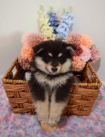 Finnish Lapphund for sale by DIAMONTALI