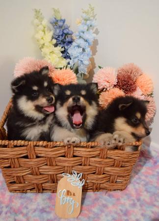 Finnish Lapphund for sale by DIAMONTALI