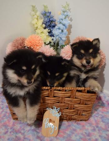 Finnish Lapphund for sale by DIAMONTALI