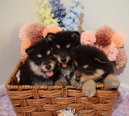 Finnish Lapphund for sale by DIAMONTALI