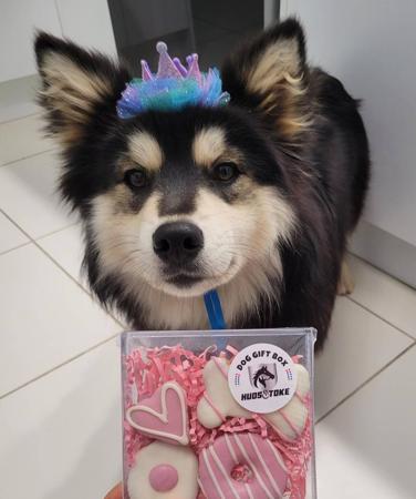 Finnish Lapphund for sale by DIAMONTALI