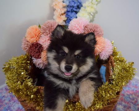 Finnish Lapphund for sale by DIAMONTALI