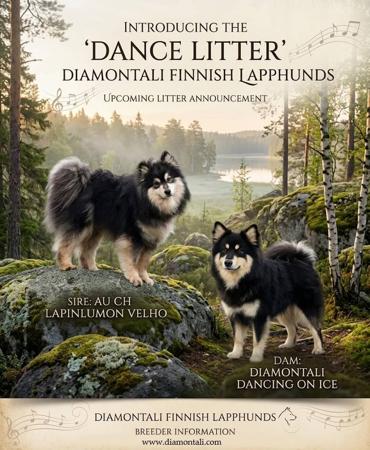 Finnish Lapphund puppy for sale by DIAMONTALI